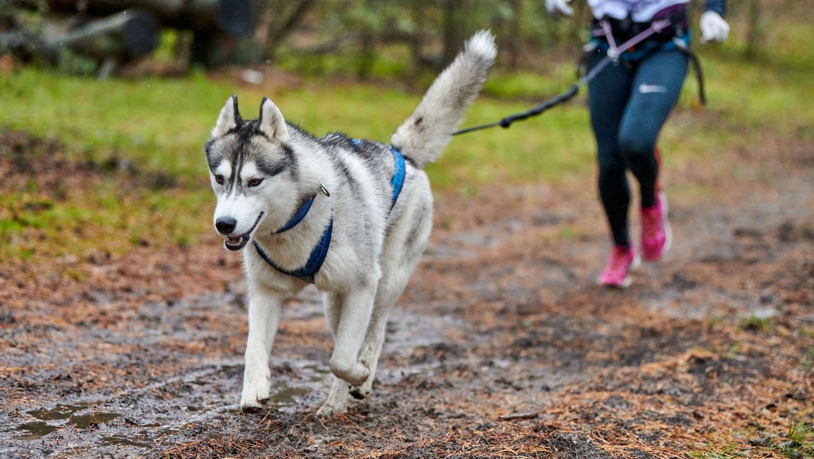 Les meilleurs harnais de canicross - Notre sélection 2025 - Cani-cross.fr